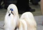 Луксозна вълна в зоната на повишено внимание - Клуб на любителите на малки кучета