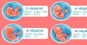 Pregnancy by trimester: fetal development and woman’s sensations Trimester schedule